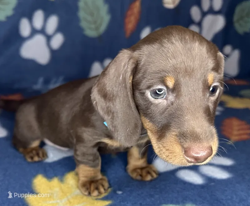 Louie – Miniature Dachshund puppy for sale in Old Town, FL