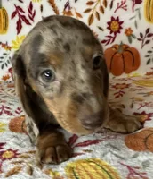 Pixie , a female Miniature Dachshund for sale in Old Town, FL – 2 of 10