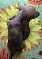 Hank , a male Miniature Dachshund for sale in Old Town, FL – 4 of 10