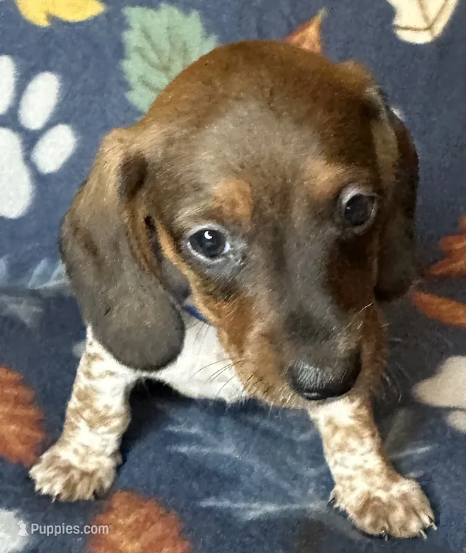 Sammy – Miniature Dachshund puppy for sale in Old Town, FL