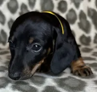 Ella, a female Miniature Dachshund for sale in Old Town, FL – 2 of 8