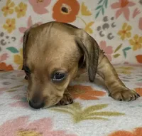 Dolly, a female Miniature Dachshund for sale in Old Town, FL – 5 of 5