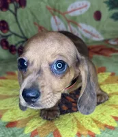 Hank , a male Miniature Dachshund for sale in Old Town, FL – 6 of 10