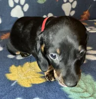 Toby, a male Miniature Dachshund for sale in Old Town, FL – 6 of 9