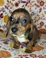 Duncan, a male Miniature Dachshund for sale in Old Town, FL – 2 of 10