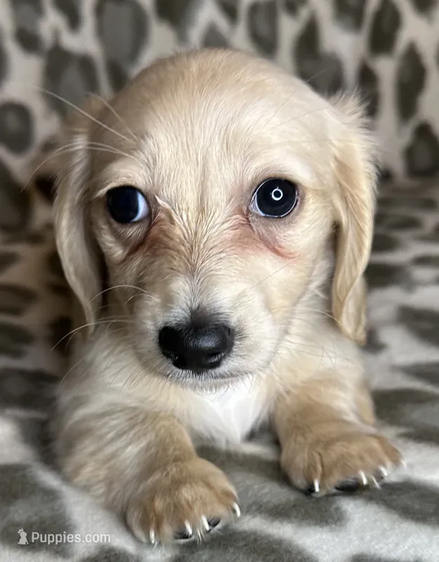 Franny – Miniature Dachshund puppy for sale in Old Town, FL