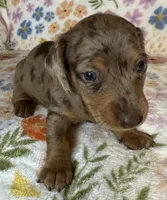Luann, a female Miniature Dachshund for sale in Old Town, FL – 2 of 6