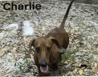 Rusty, a male Miniature Dachshund for sale in Old Town, FL – 9 of 9