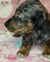 Sadie, a female Miniature Dachshund for sale in Old Town, FL – Photo 8 of 10
