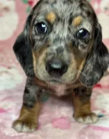 Sadie, a female Miniature Dachshund for sale in Old Town, FL – Photo 1 of 10