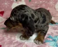 Sadie, a female Miniature Dachshund for sale in Old Town, FL – Photo 2 of 10