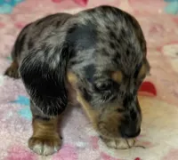 Sadie, a female Miniature Dachshund for sale in Old Town, FL – Photo 10 of 10