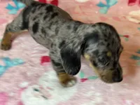 Sadie, a female Miniature Dachshund for sale in Old Town, FL – Photo 5 of 10