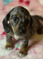 Sadie, a female Miniature Dachshund for sale in Old Town, FL – Photo 7 of 10