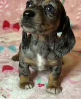 Sadie, a female Miniature Dachshund for sale in Old Town, FL – Photo 3 of 10