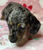 Sadie, a female Miniature Dachshund for sale in Old Town, FL – Photo 6 of 10