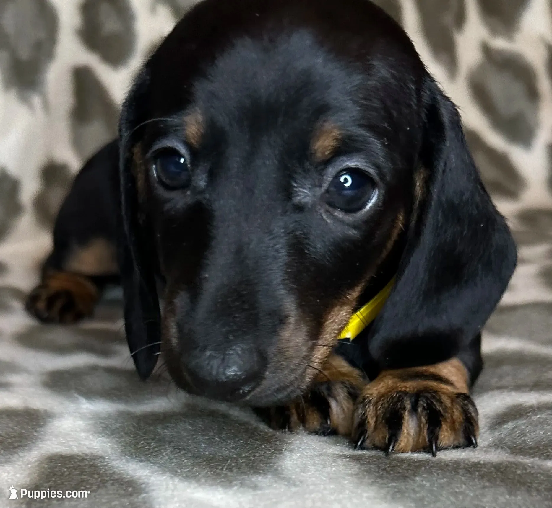 Ella, a female Miniature Dachshund for sale in Old Town, FL – 1 of 8