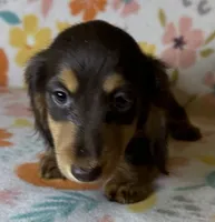 Laney, a female Miniature Dachshund for sale in Old Town, FL – 6 of 7