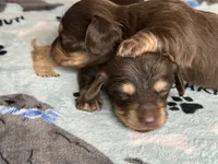 Jerry , a male Miniature Dachshund for sale in Old Town, FL – 7 of 9
