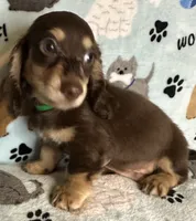 Jerry , a male Miniature Dachshund for sale in Old Town, FL – 5 of 8