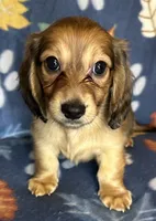 Chester, a male Miniature Dachshund for sale in Old Town, FL – 3 of 10