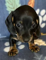Teddy, a male Miniature Dachshund for sale in Old Town, FL – 5 of 10