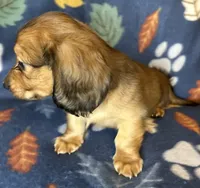 Chester, a male Miniature Dachshund for sale in Old Town, FL – 4 of 10