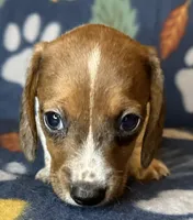 Duncan , a male Miniature Dachshund for sale in Old Town, FL – 6 of 10
