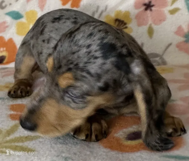 Dotty – Miniature Dachshund puppy for sale in Old Town, FL