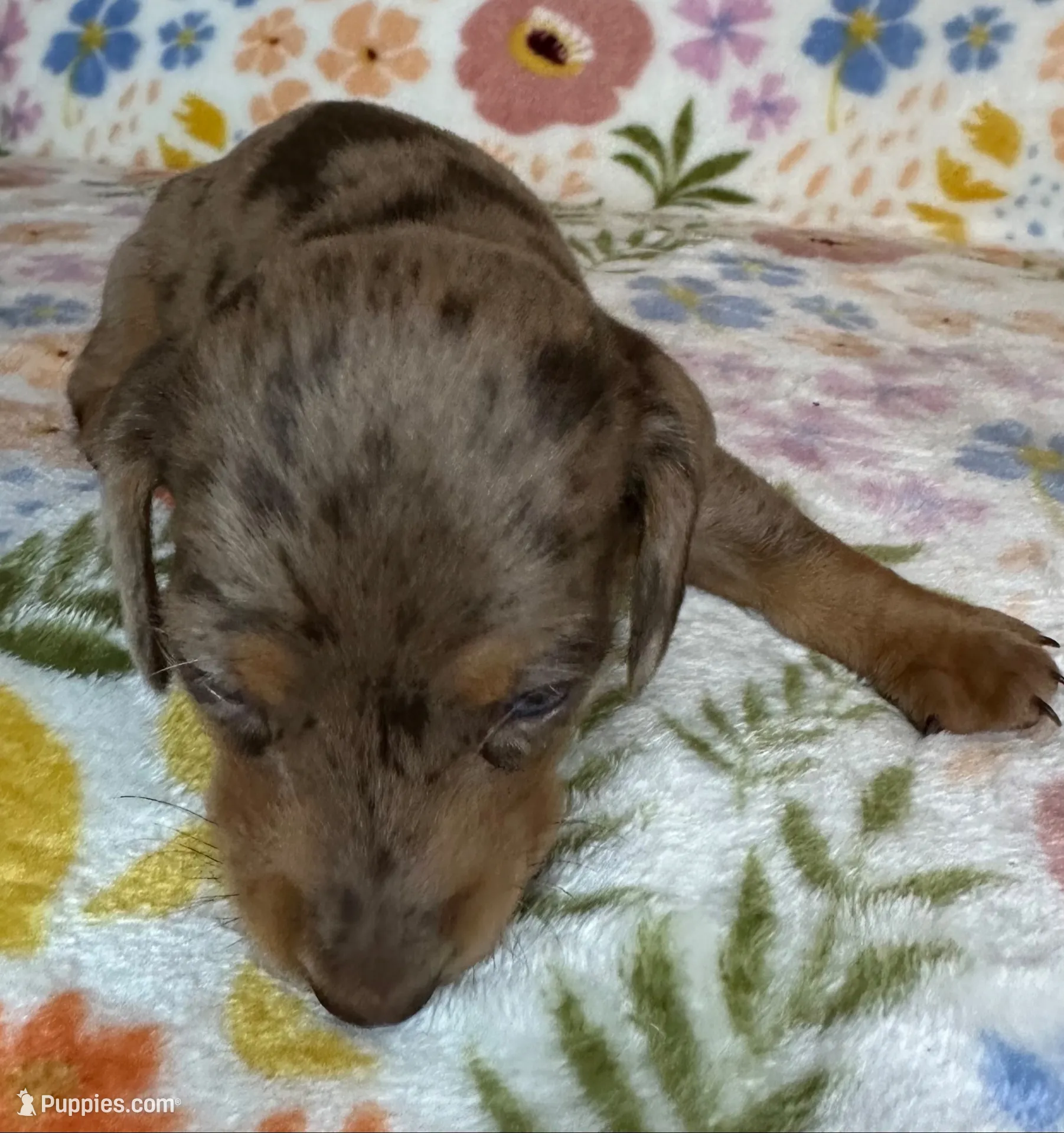 Luann, a female Miniature Dachshund for sale in Old Town, FL – 3 of 6