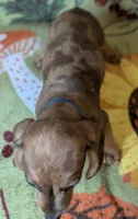 Charlie , a male Miniature Dachshund for sale in Old Town, FL – 3 of 5