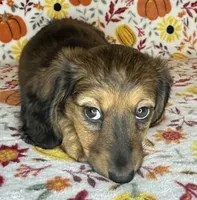 Nelly, a female Miniature Dachshund for sale in Old Town, FL – 6 of 7