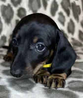 Ella, a female Miniature Dachshund for sale in Old Town, FL – 6 of 8