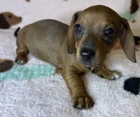 Dolly, a female Miniature Dachshund for sale in Old Town, FL – Photo 2 of 5