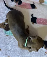 Dolly, a female Miniature Dachshund for sale in Old Town, FL – Photo 3 of 5