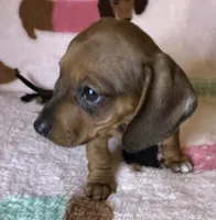 Dolly, a female Miniature Dachshund for sale in Old Town, FL – Photo 1 of 5