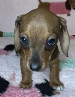 Dolly, a female Miniature Dachshund for sale in Old Town, FL – Photo 4 of 5