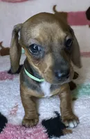 Dolly, a female Miniature Dachshund for sale in Old Town, FL – Photo 5 of 5