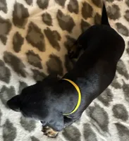 Ella, a female Miniature Dachshund for sale in Old Town, FL – 7 of 8