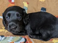Toby, a male Miniature Dachshund for sale in Old Town, FL – Photo 3 of 4
