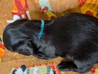 Toby, a male Miniature Dachshund for sale in Old Town, FL – Photo 1 of 4