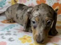 Luann, a female Miniature Dachshund for sale in Old Town, FL – 8 of 10