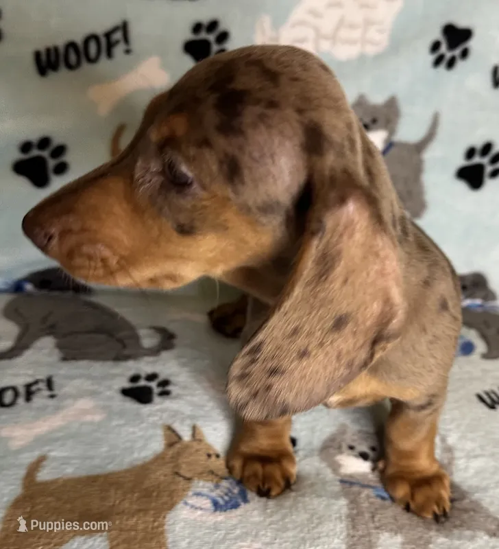 Lou – Miniature Dachshund puppy for sale in Old Town, FL
