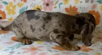 Luann, a female Miniature Dachshund for sale in Old Town, FL – 4 of 10