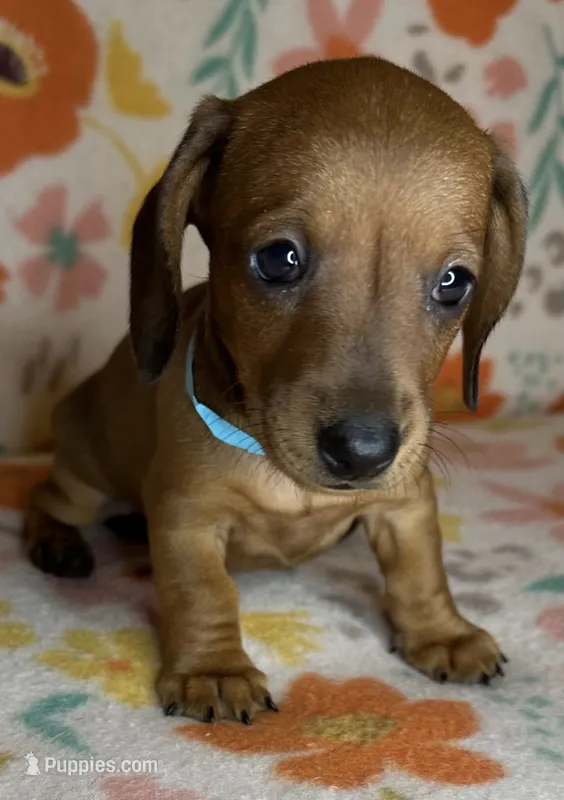 Tootie  – Miniature Dachshund puppy for sale in Old Town, FL