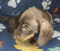 Louie, a male Miniature Dachshund for sale in Old Town, FL – 6 of 8
