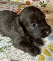 Hersey, a female Miniature Dachshund for sale in Old Town, FL – 3 of 4