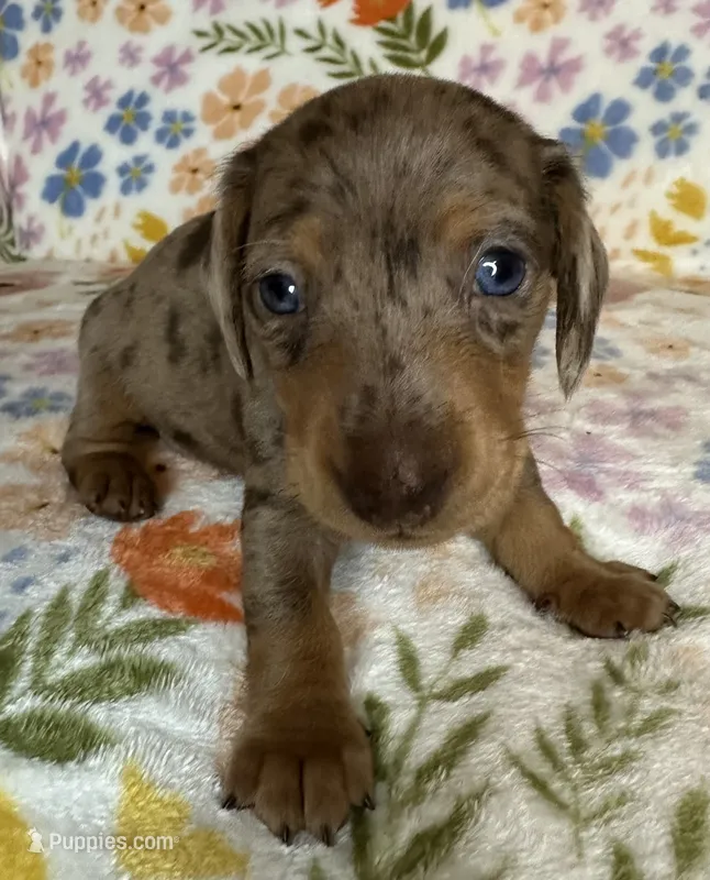 Luann – Miniature Dachshund puppy for sale in Old Town, FL
