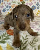 Luann, a female Miniature Dachshund for sale in Old Town, FL – 1 of 6