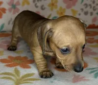 Ruby, a female Miniature Dachshund for sale in Old Town, FL – 5 of 6